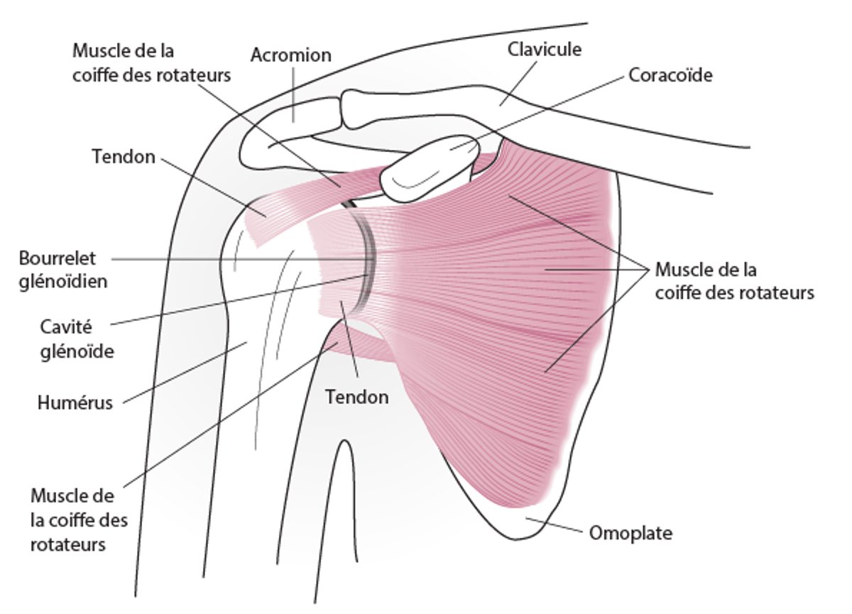 Anatomie de l’articulation de l’épaule