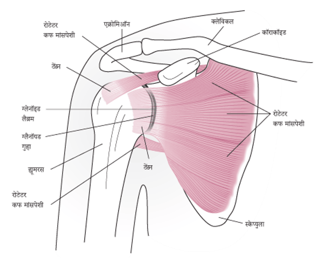कंधे के जोड़ की बनावट