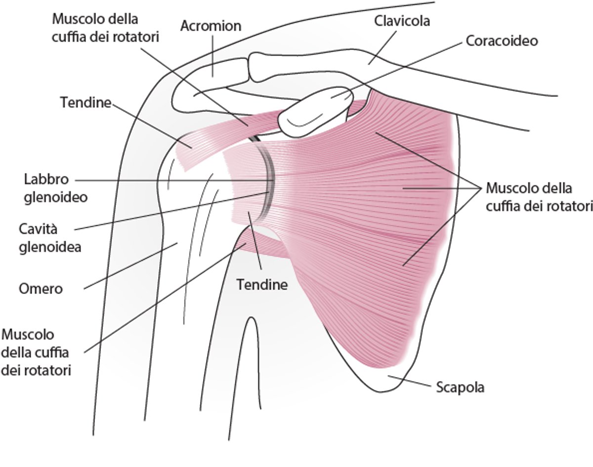 Anatomia dell’articolazione della spalla