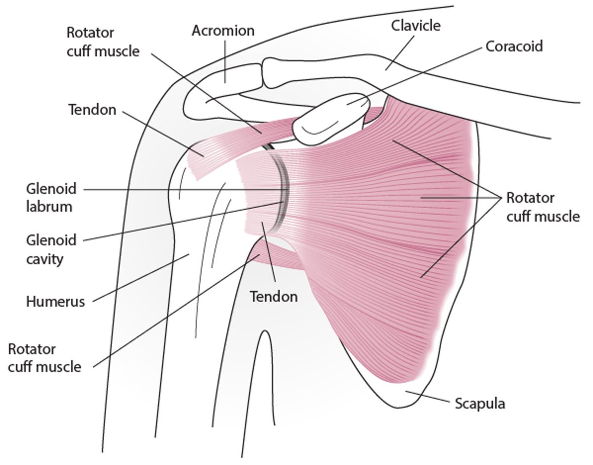 어깨 관절의 해부학