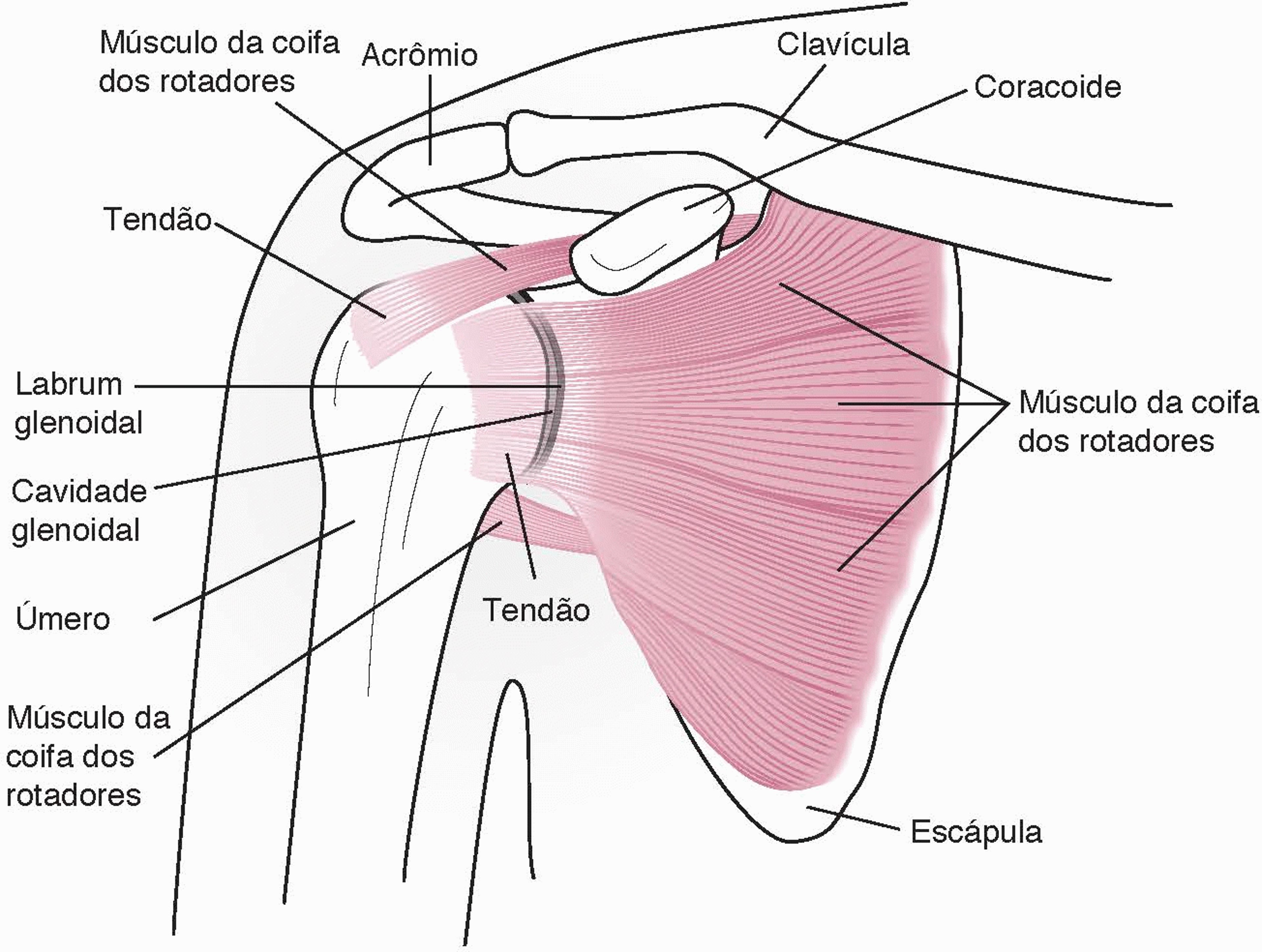 Anatomia de uma articulação do ombro