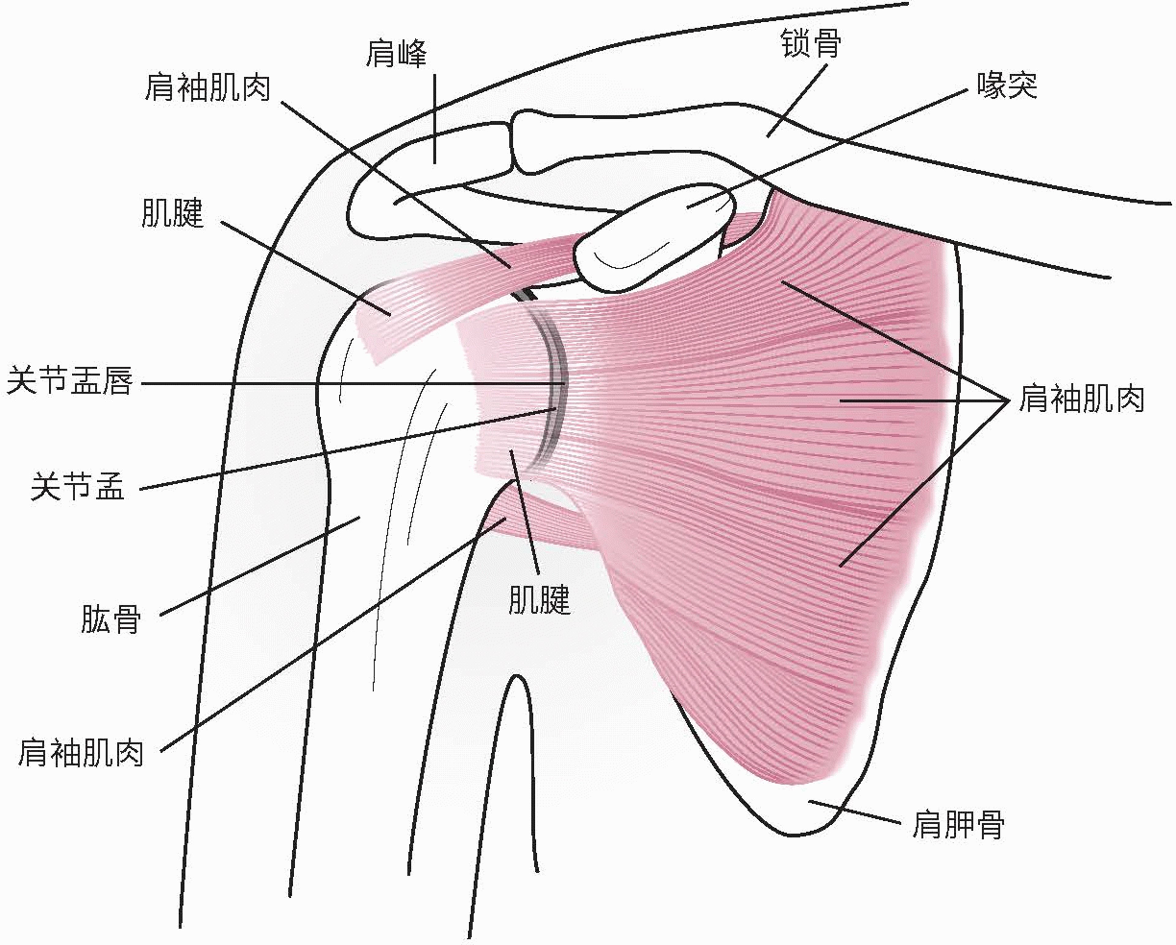 肩关节解剖