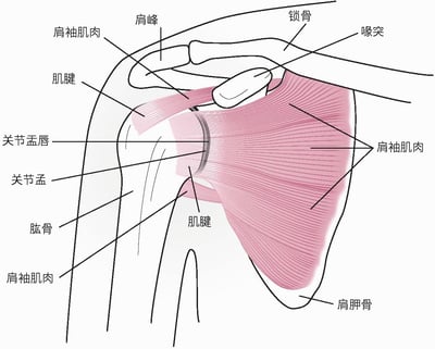 肩关节解剖