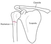 Shoulder Fracture