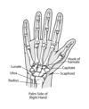 Bones in the Wrist