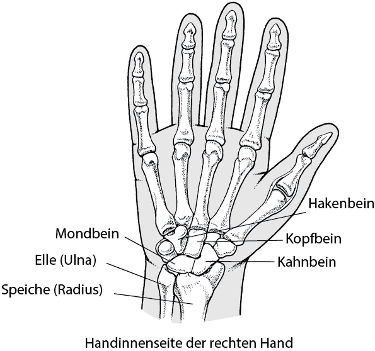 Knochen im Handgelenk