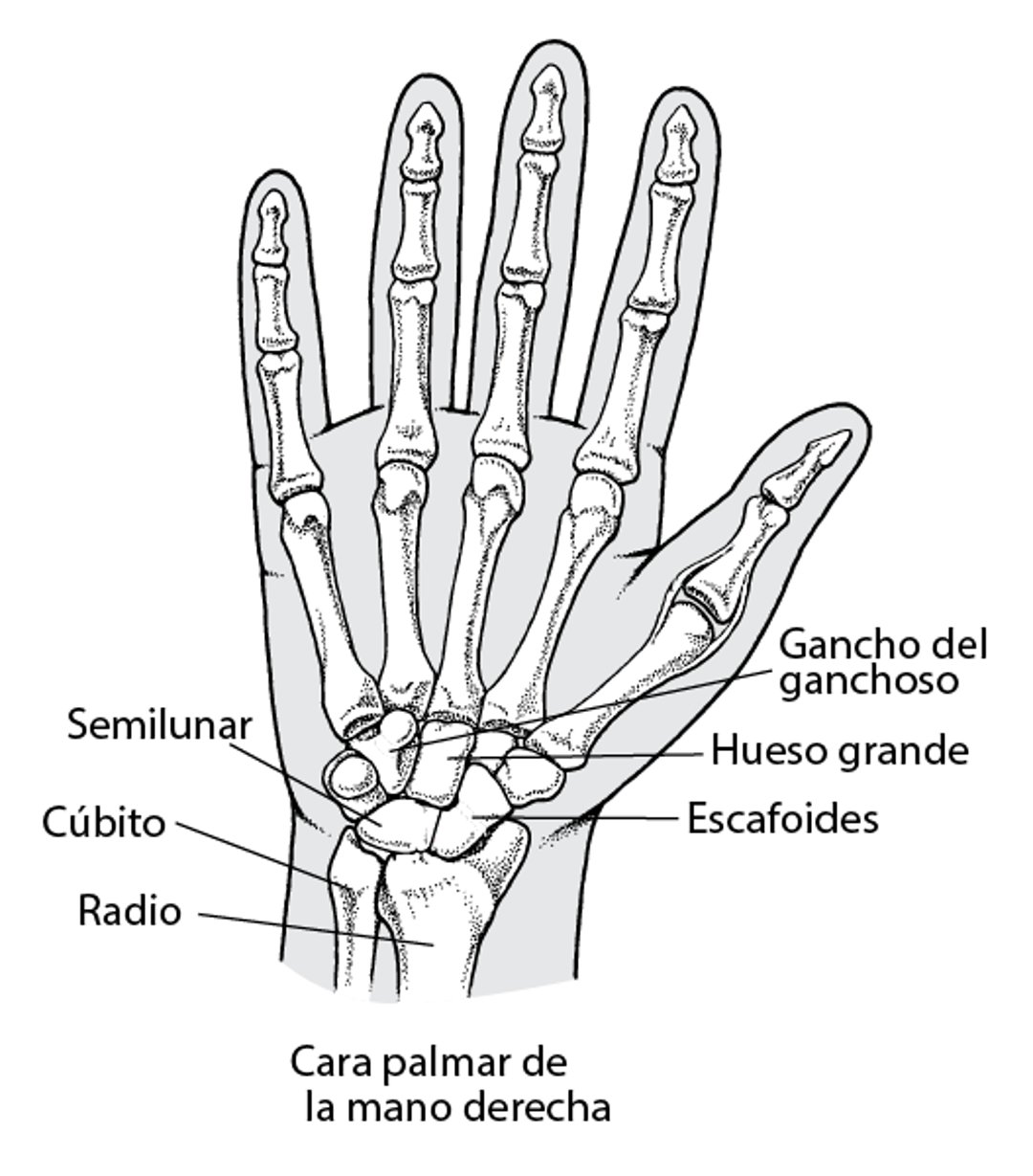 Huesos de la muñeca