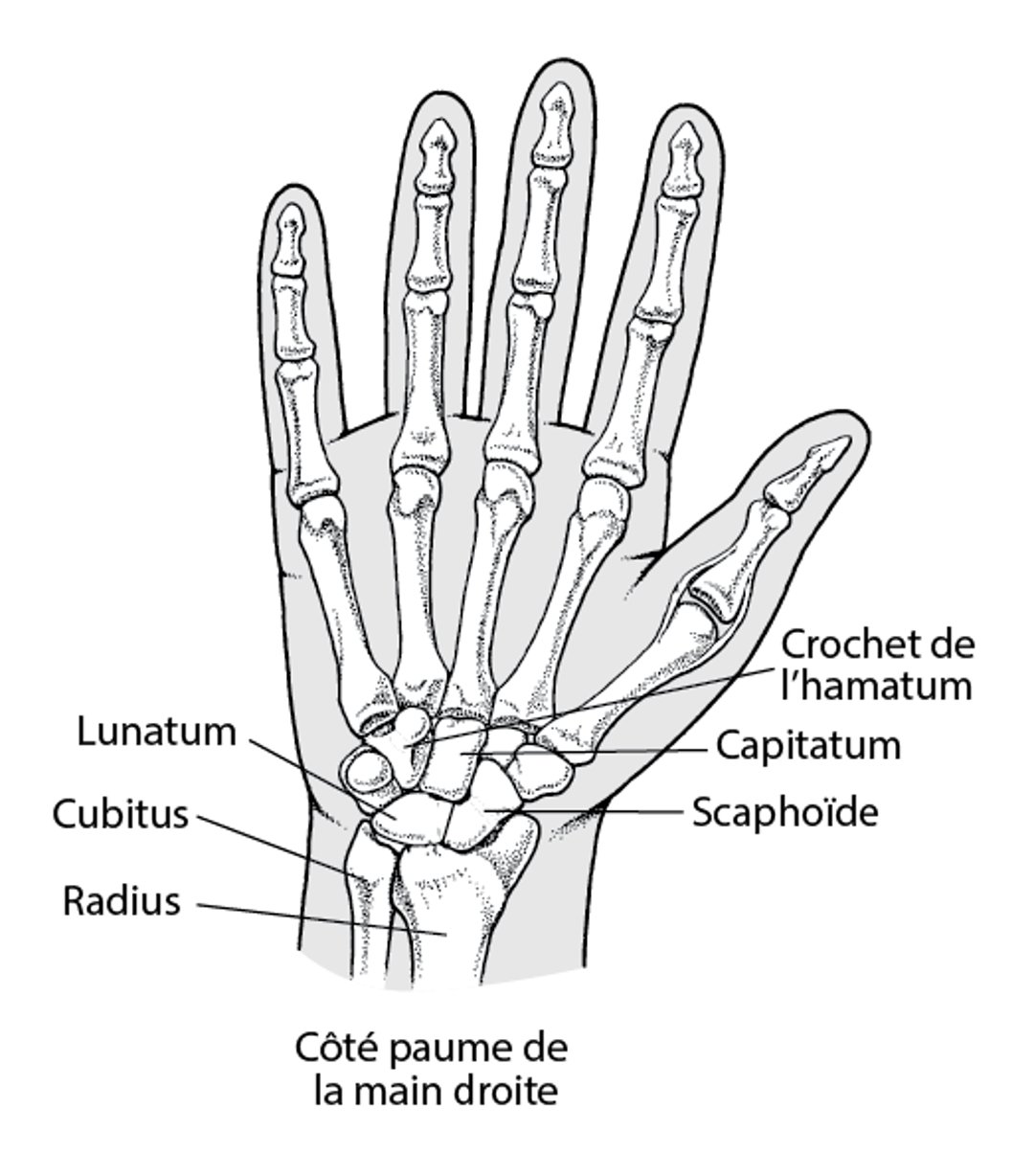 Os du poignet