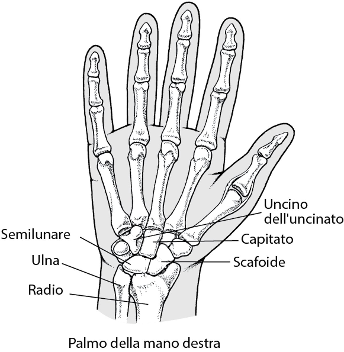 Le ossa del polso