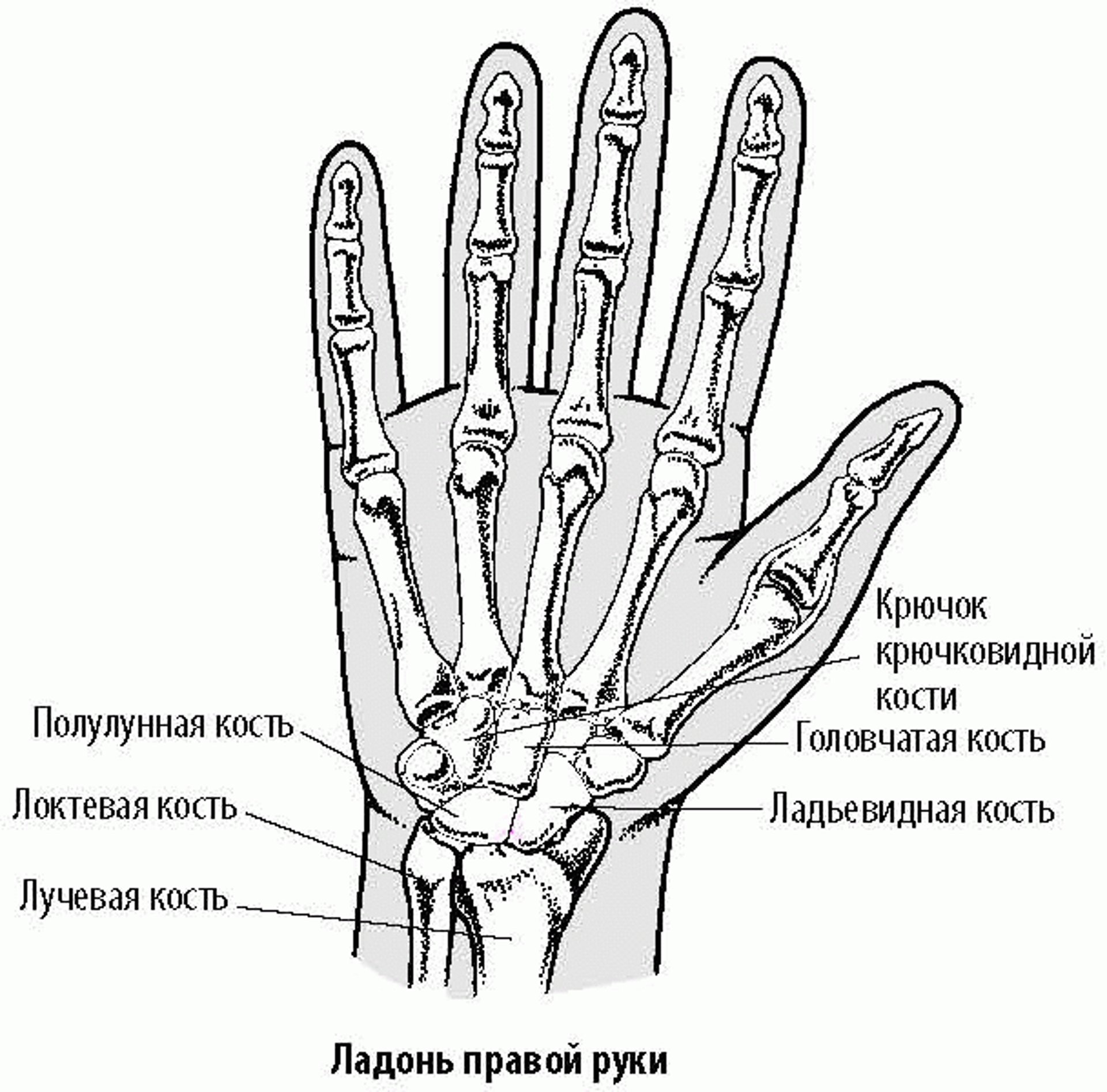 Кости запястья