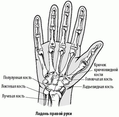 Кости запястья