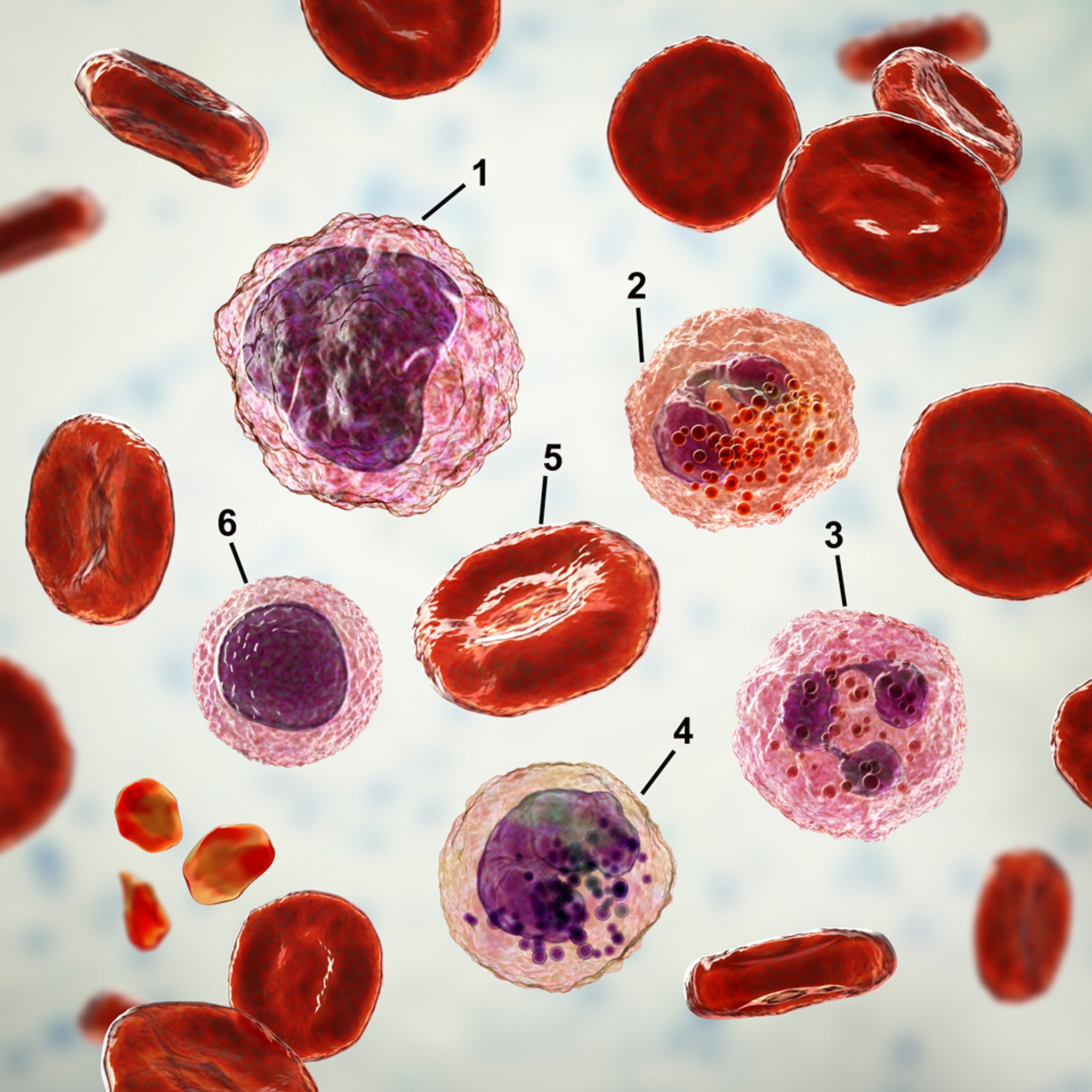 Types of Blood Cells