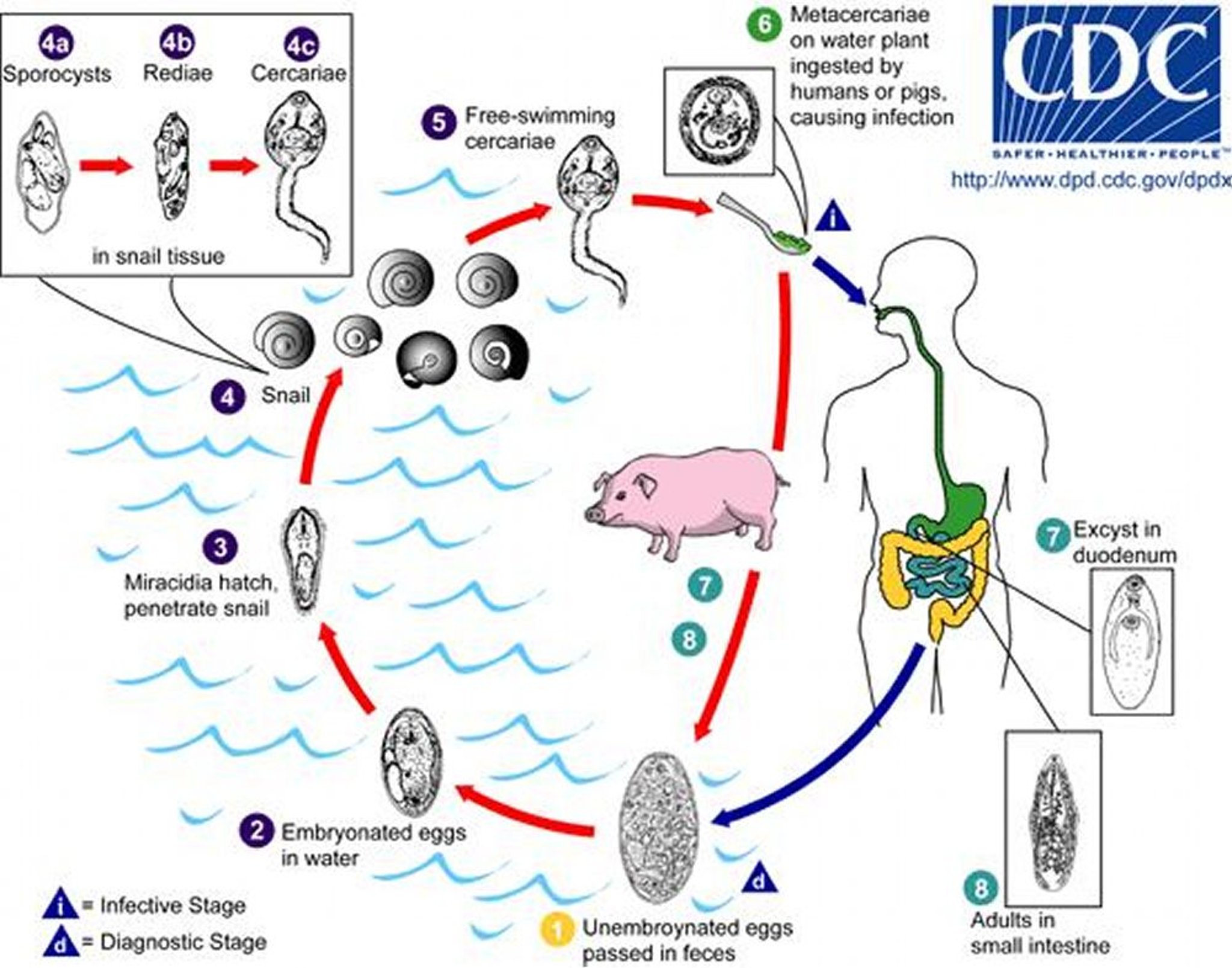 Ciclo vitale di <i >Fasciolopsis buski</i>