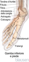 Anatomia del piede