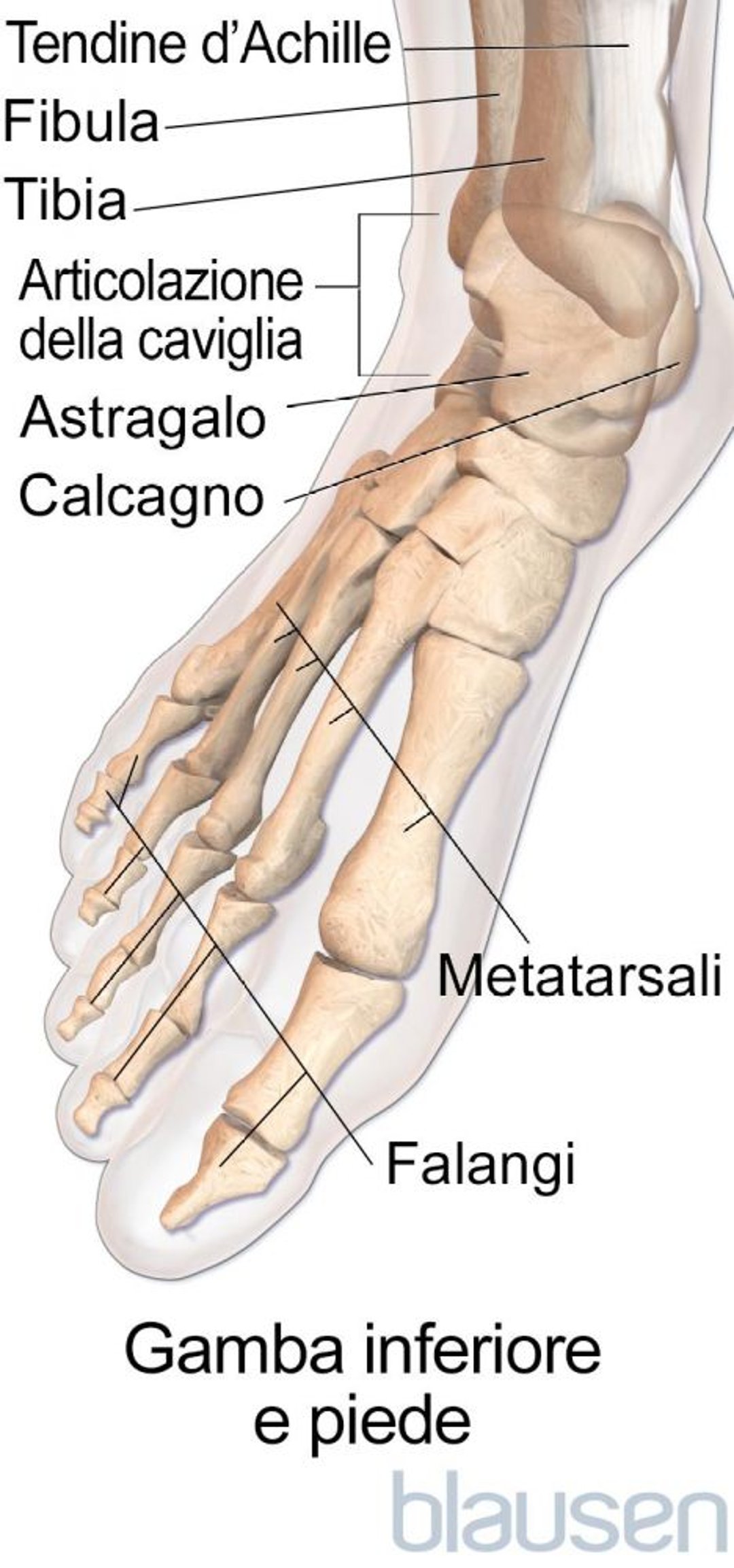 Anatomia del piede