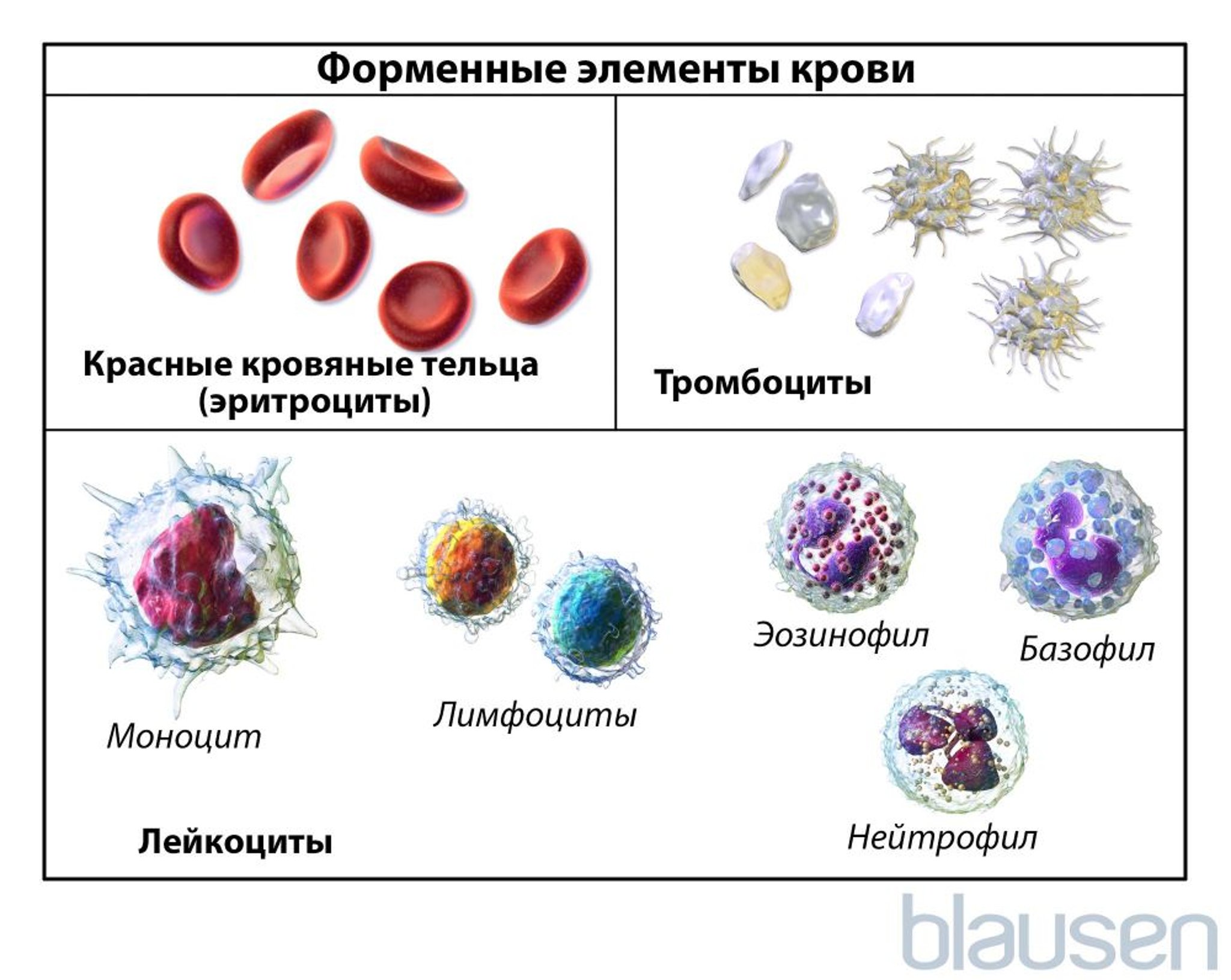 Типы клеток крови