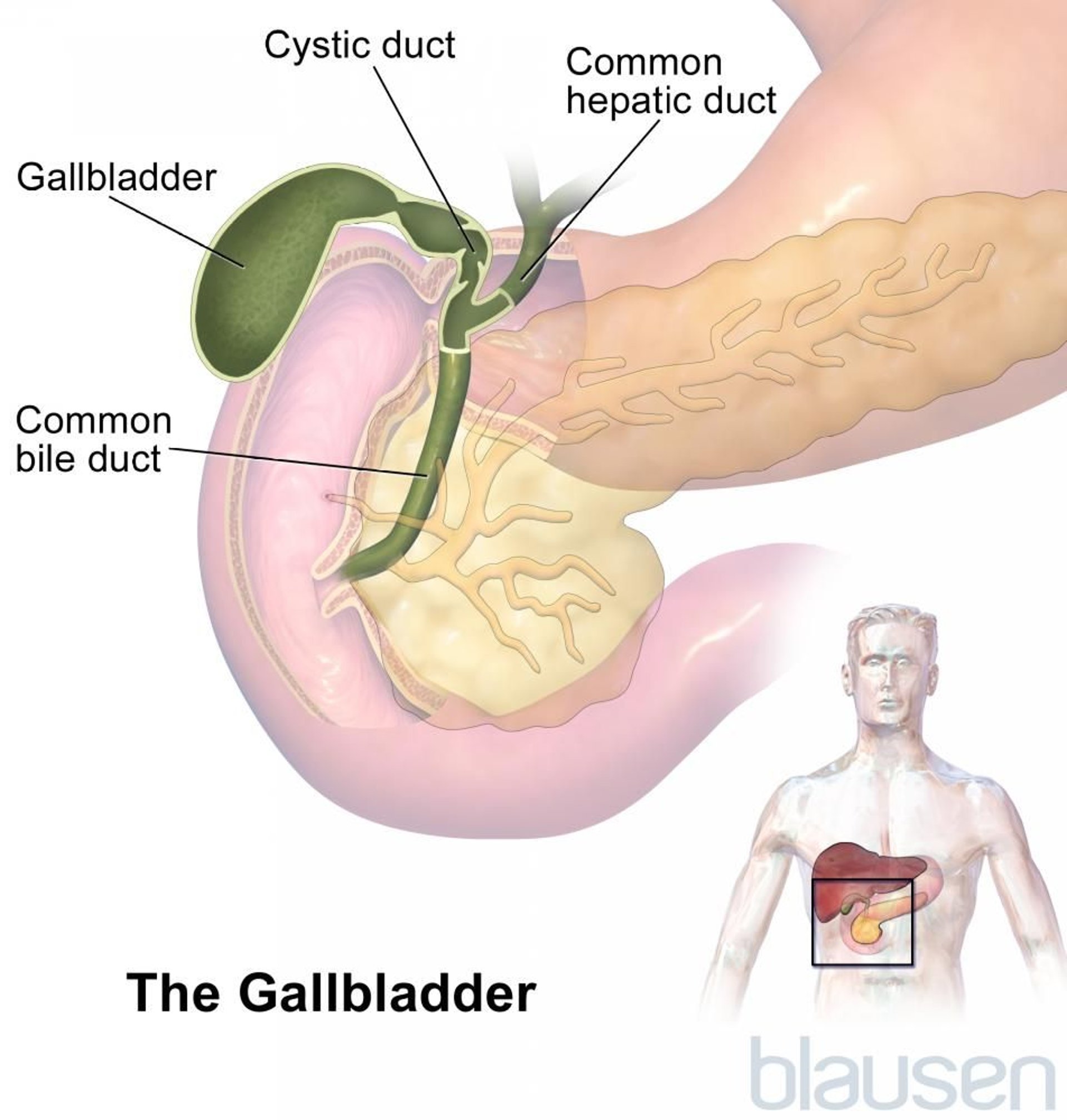 La vesícula biliar y las vías biliares