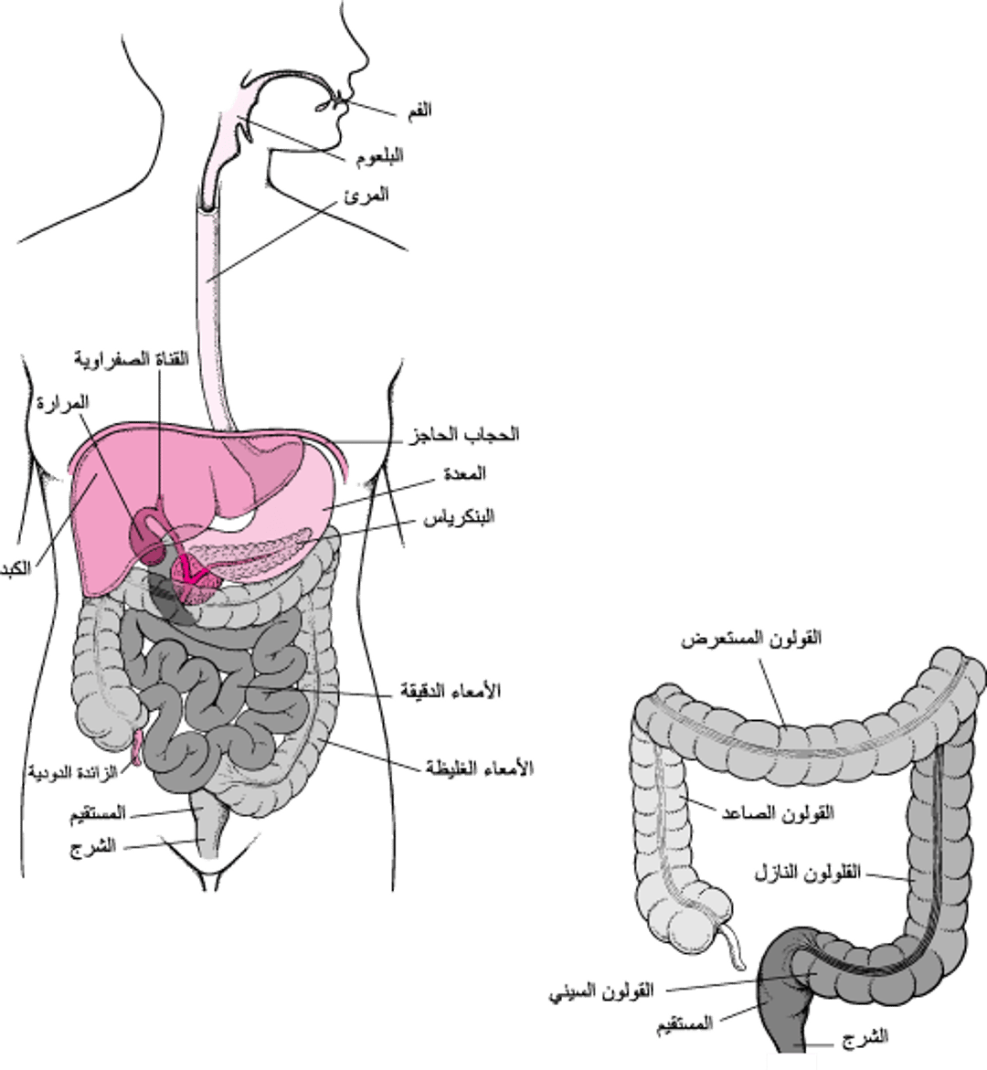 تحديد موضع المستقيم والشرج