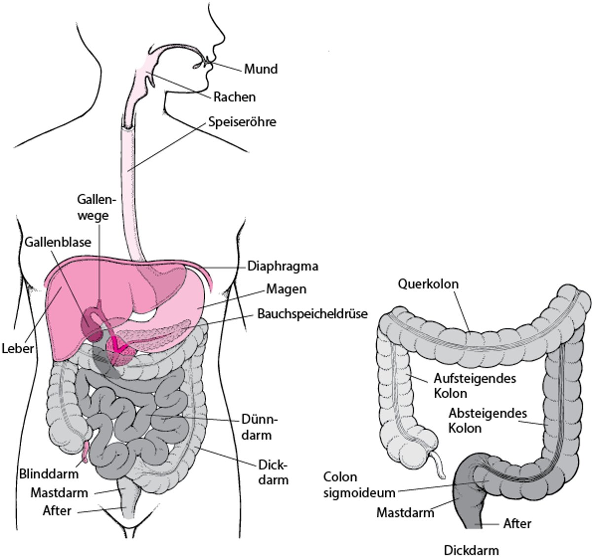 Lage von Mastdarm und After