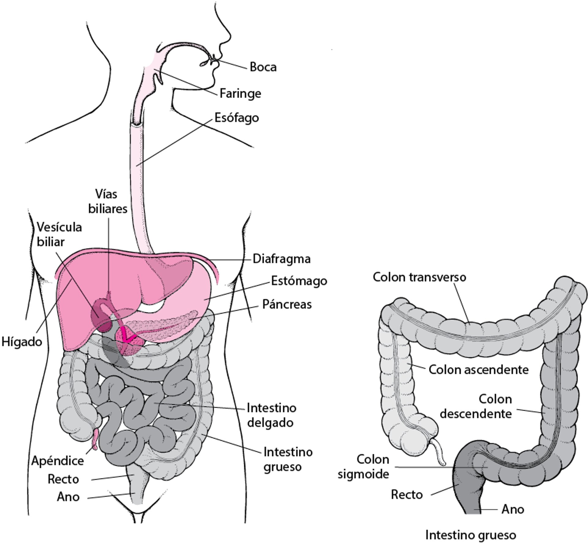 Ubicar el recto y el ano