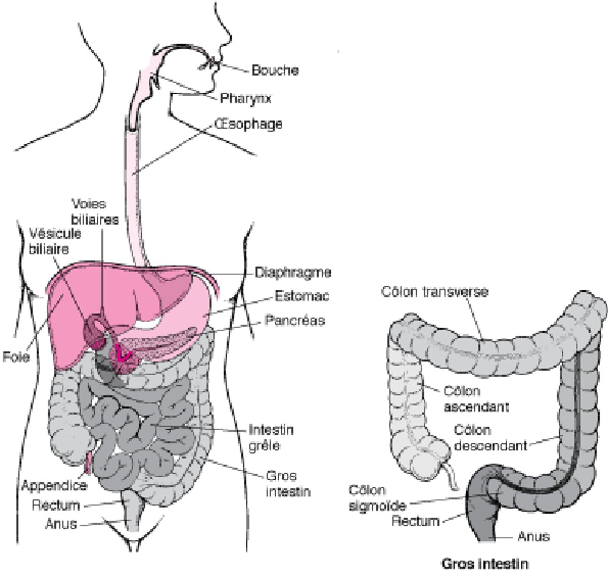 Localisation du rectum et de l’anus