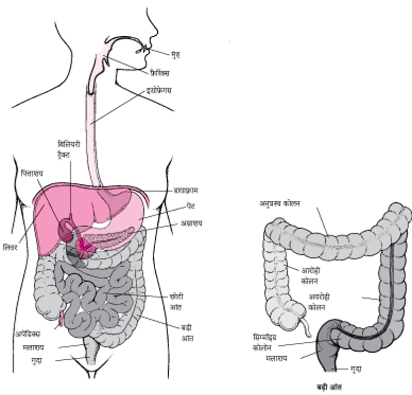 मलाशय और गुदा का परीक्षण करना