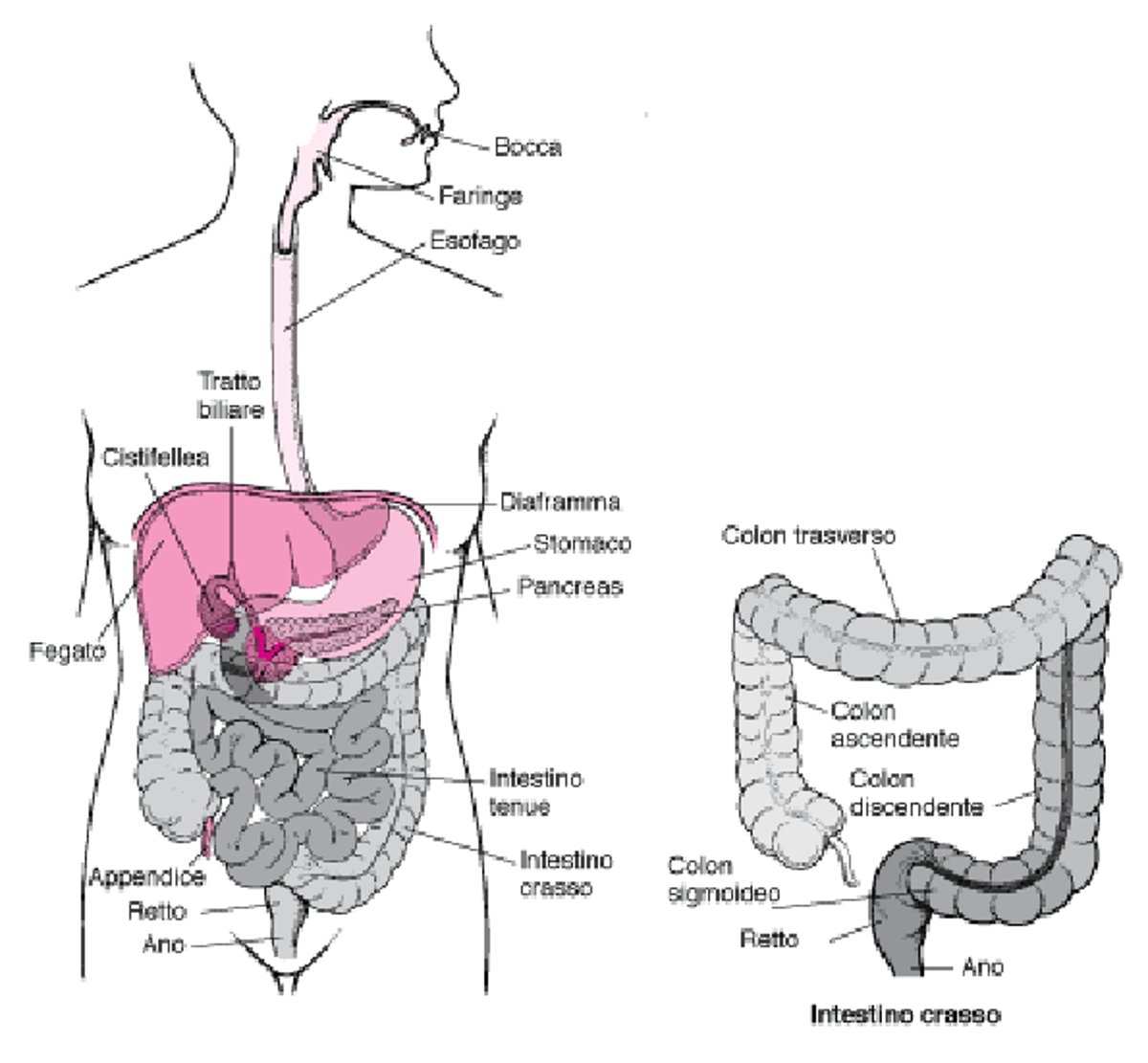 Sede del retto e dell’ano