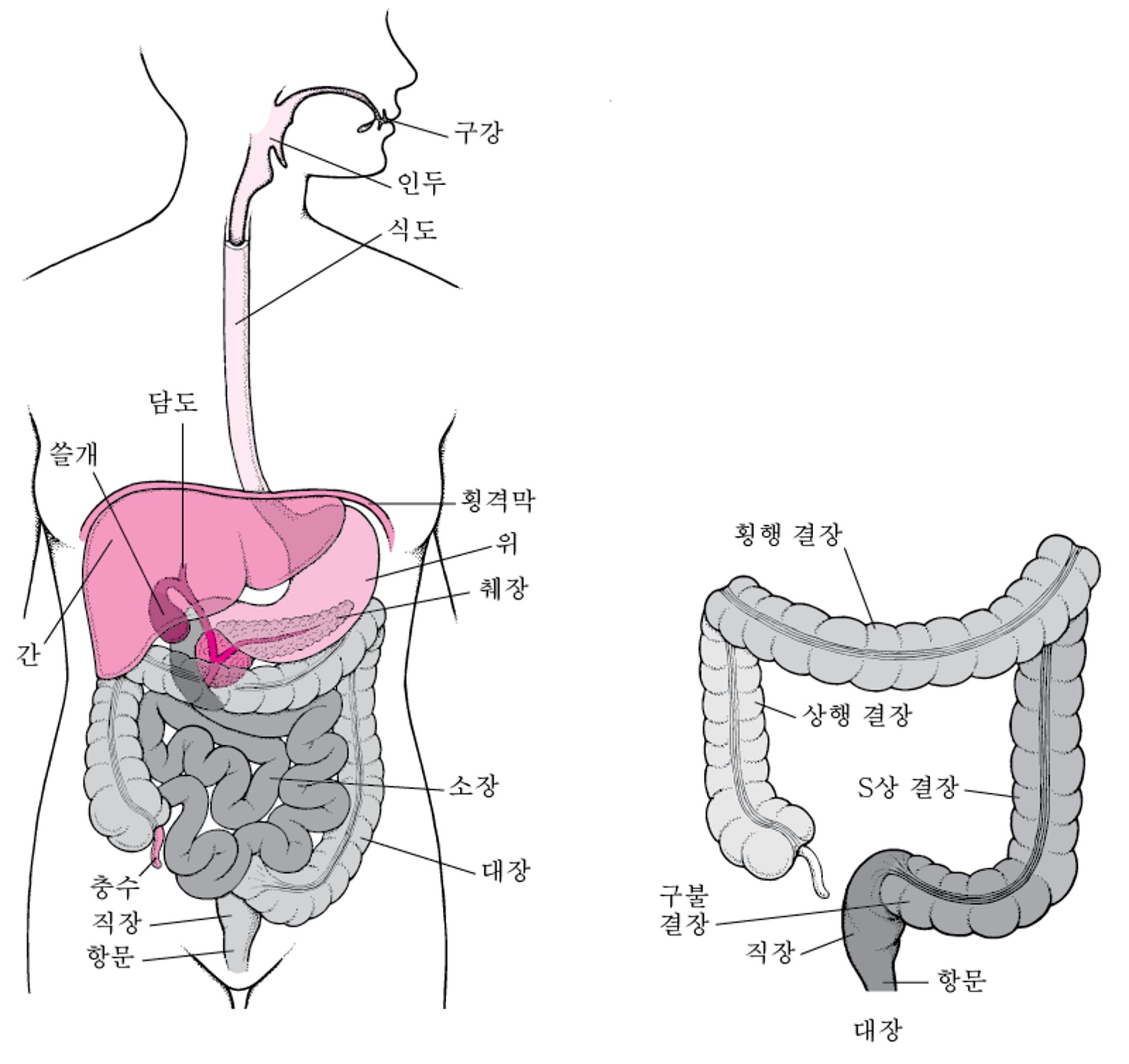 직장 및 항문의 위치
