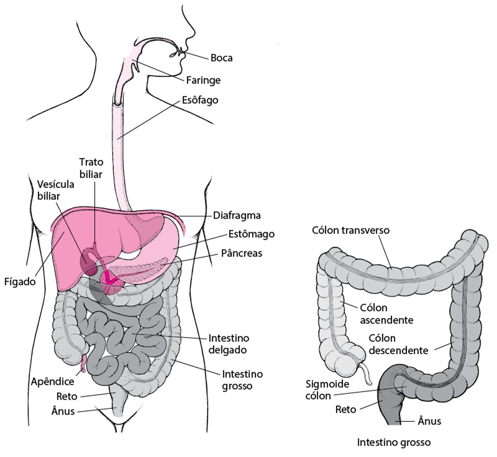 Como localizar o reto e o ânus