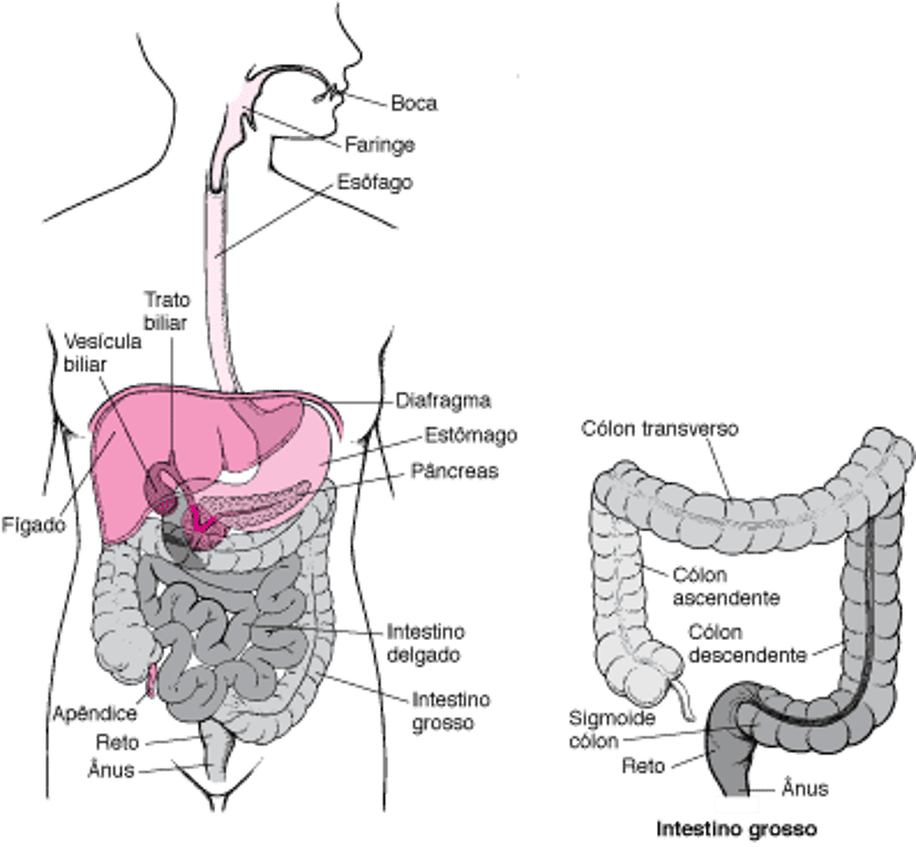 Como localizar o reto e o ânus