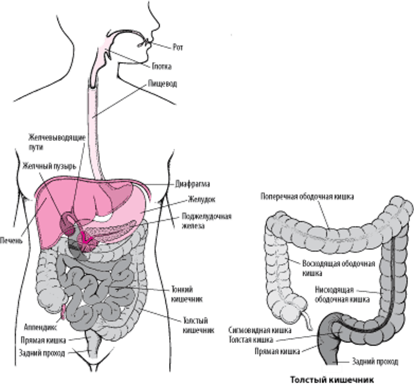 Место прямой кишки и заднего прохода