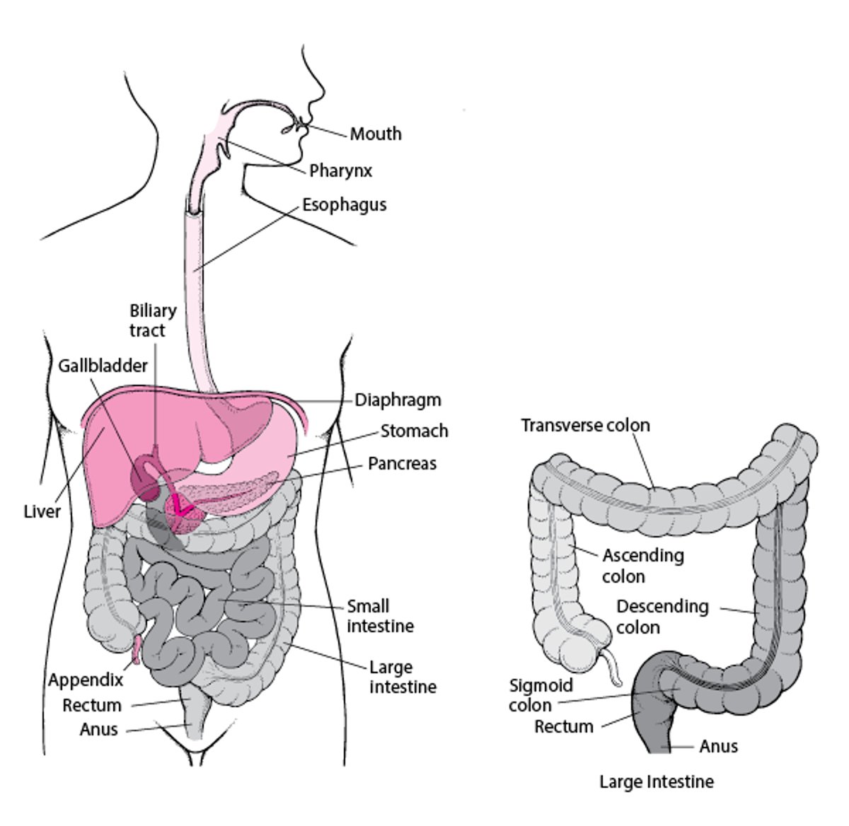 直肠和肛门定位