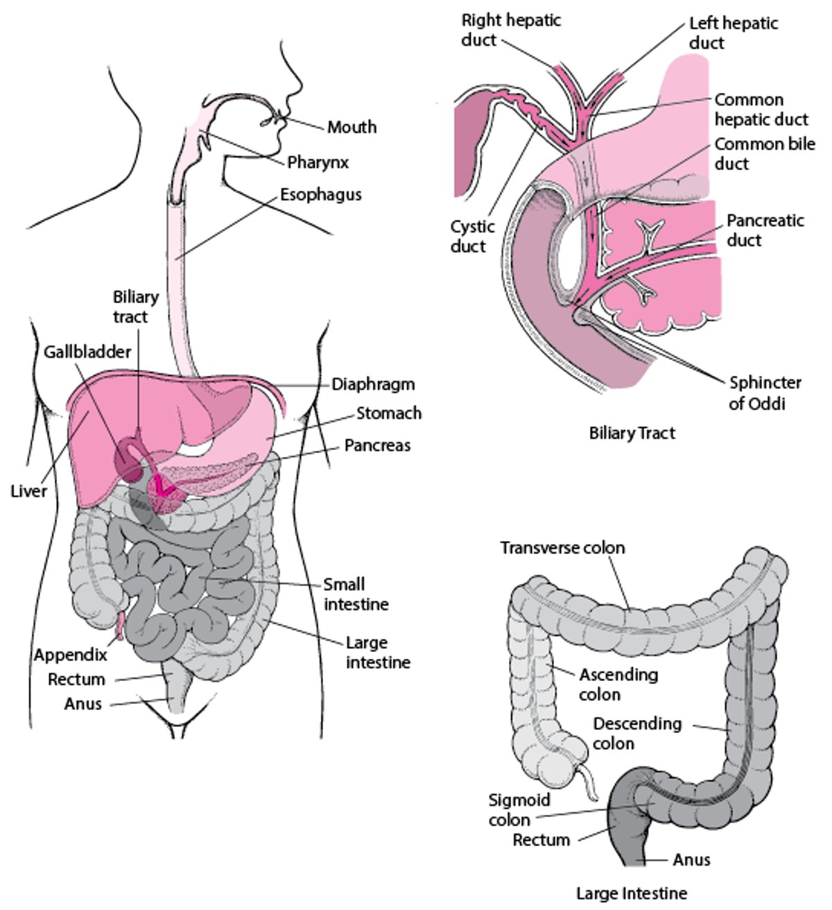 The Digestive System