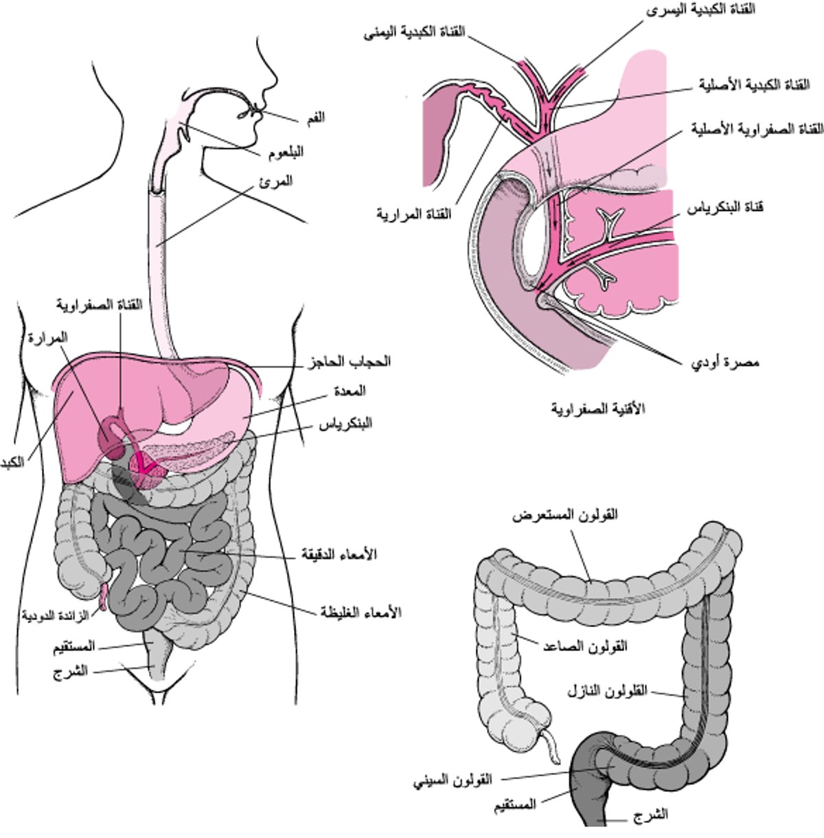 الجهاز الهضمي