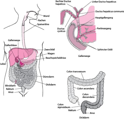 Das Verdauungssystem