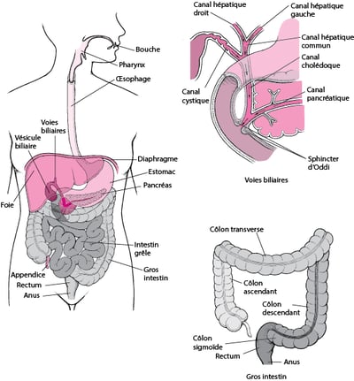 Le système digestif