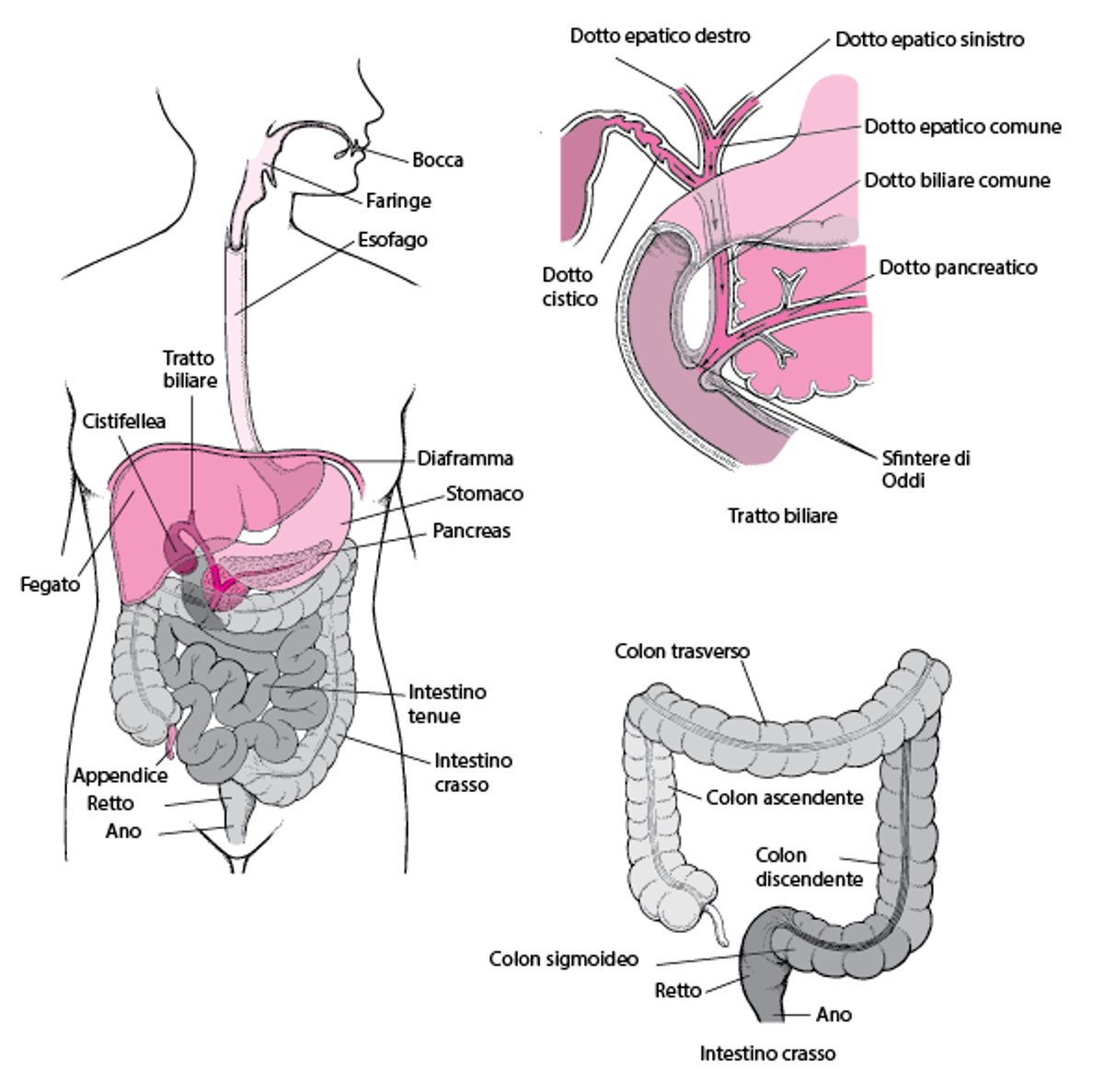 L’apparato digerente