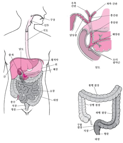 소화계