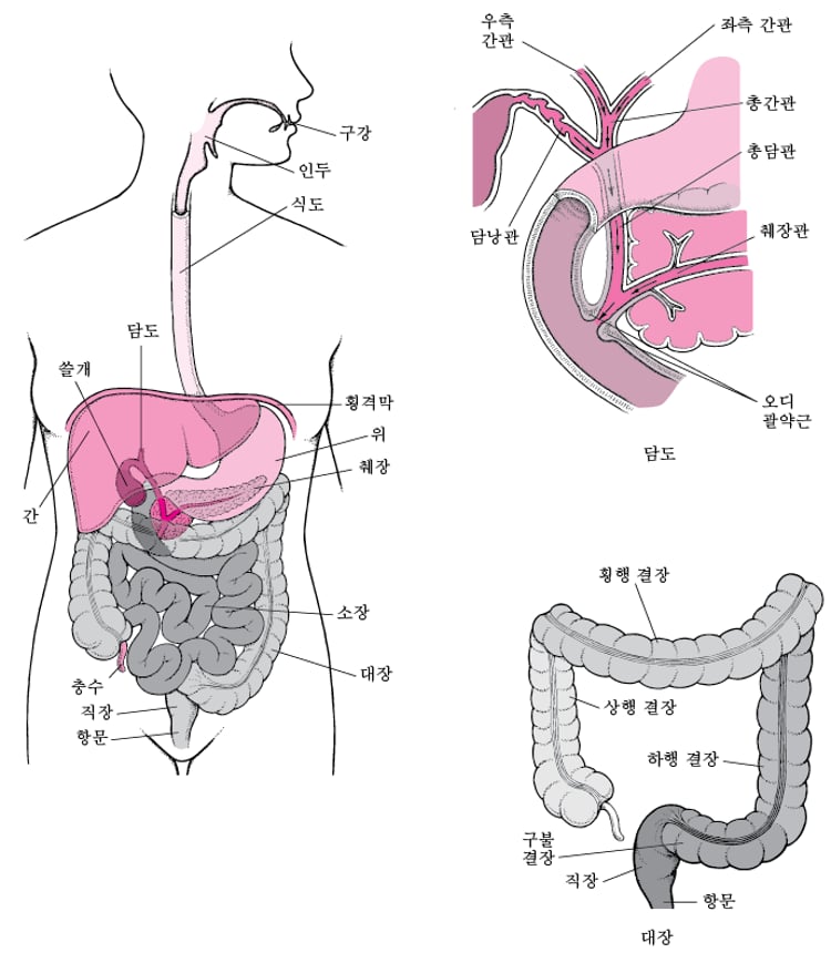 소화기관 개요 - 소화 장애 - MSD 매뉴얼 - 일반인용