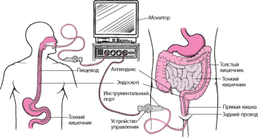 Пищеварительная система