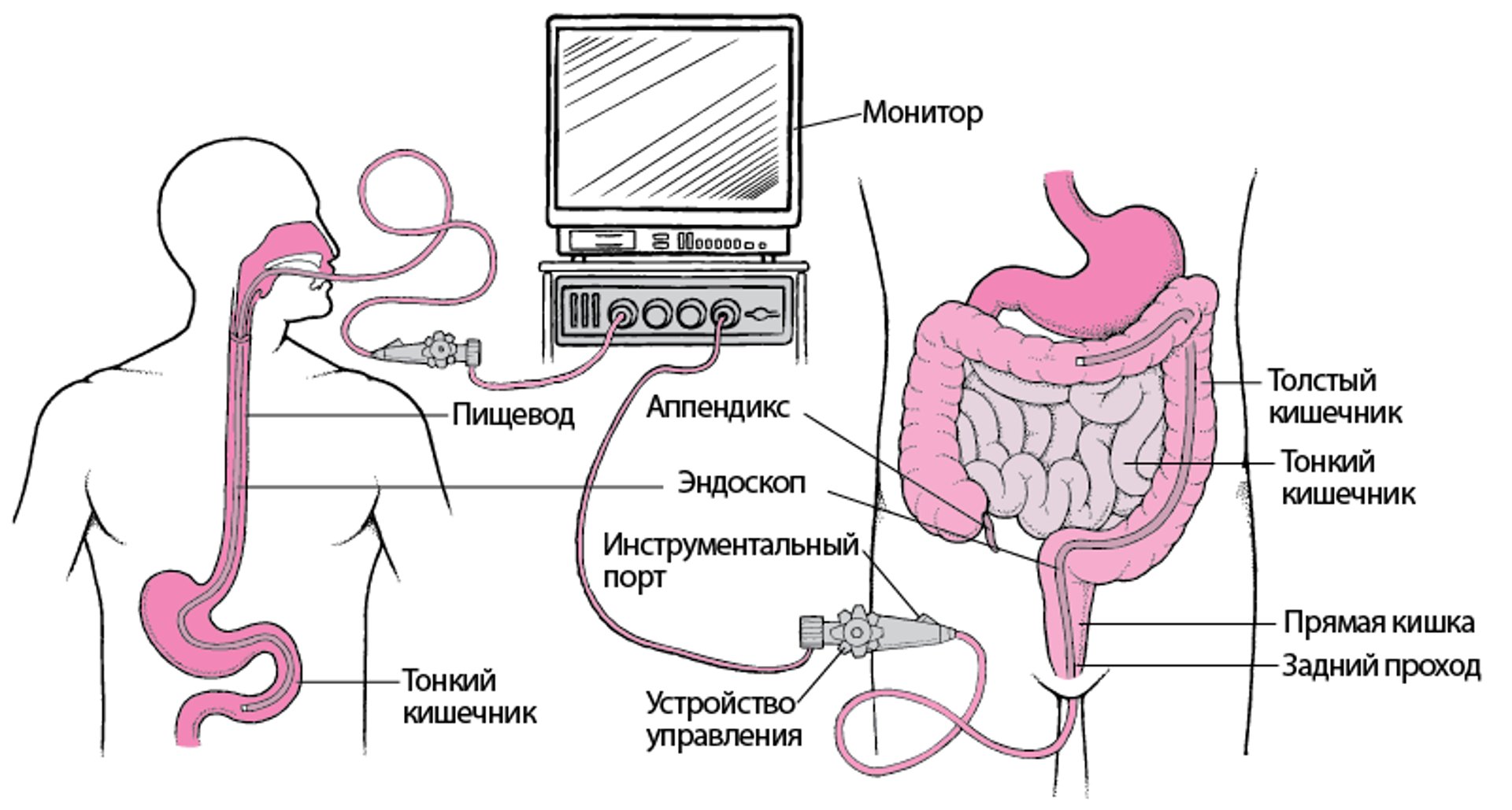 Пищеварительная система
