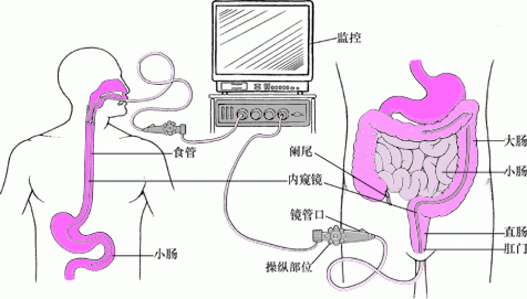 消化系统