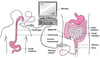 Viewing the Digestive Tract With an Endoscope