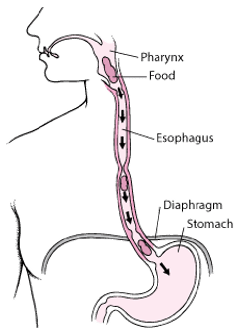 The Esophagus