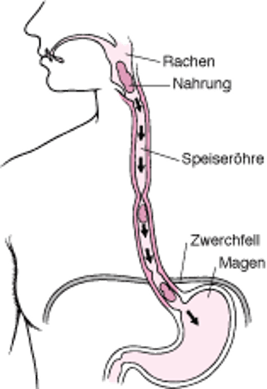 Die Speiseröhre