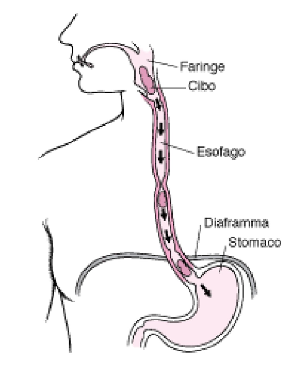 L’esofago