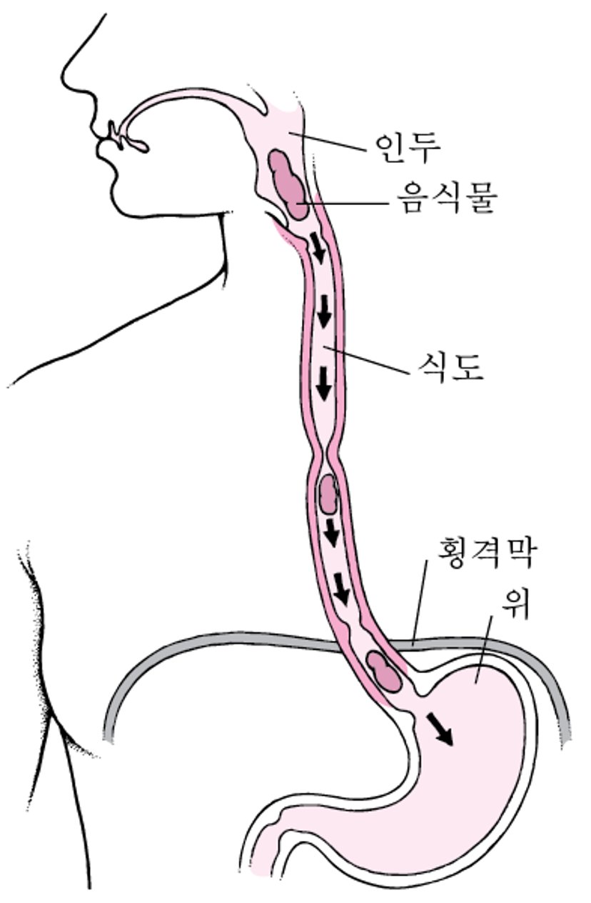 식도