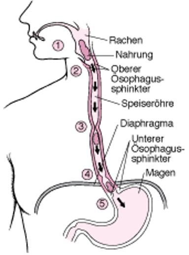 Wie die Speiseröhre funktioniert