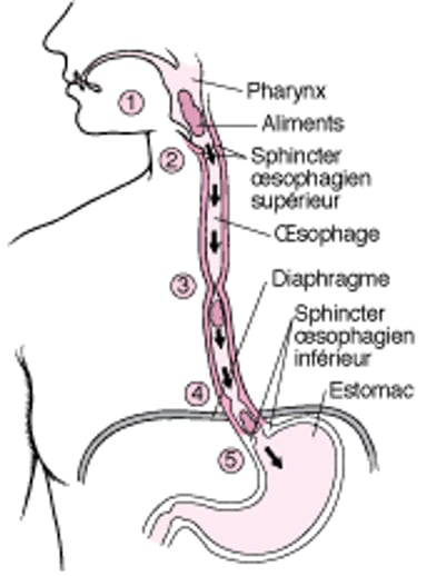 Comment fonctionne l’œsophage