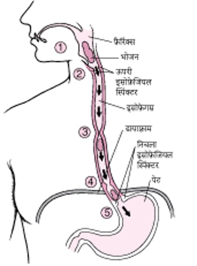 इसोफ़ेगस कैसे काम करता है